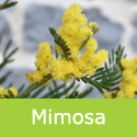 Acacia Dealbata, Mimosa Tree. Award + Fragrant + Wildlife + Evergreen  **FREE DELIVERY + 3 YEAR LTD WARRANTY**